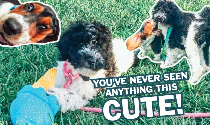 Cutest Puppies EVER Playing! | Basset Hound & Goldendoodle puppy sisters growing up together! 🐶🐶