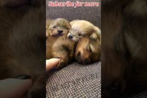 Cutest Puppies You Ever seen 😍😍 ll2023 ll #shorts #tiktok #cutepuppy #petdog #new #funnyvideo #dog