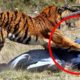 Don’t EVER Watch These 6 Tiger Encounters at 3:02 PM