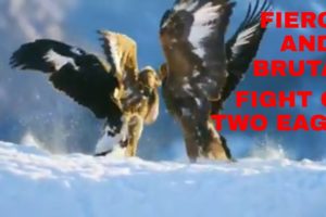 FIERCE AND BRUTAL FIGHT OF TWO EAGLES OVER FOOD/ANIMAL FIGHTS/BBC Earth