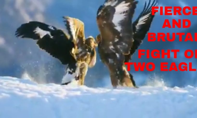 FIERCE AND BRUTAL FIGHT OF TWO EAGLES OVER FOOD/ANIMAL FIGHTS/BBC Earth