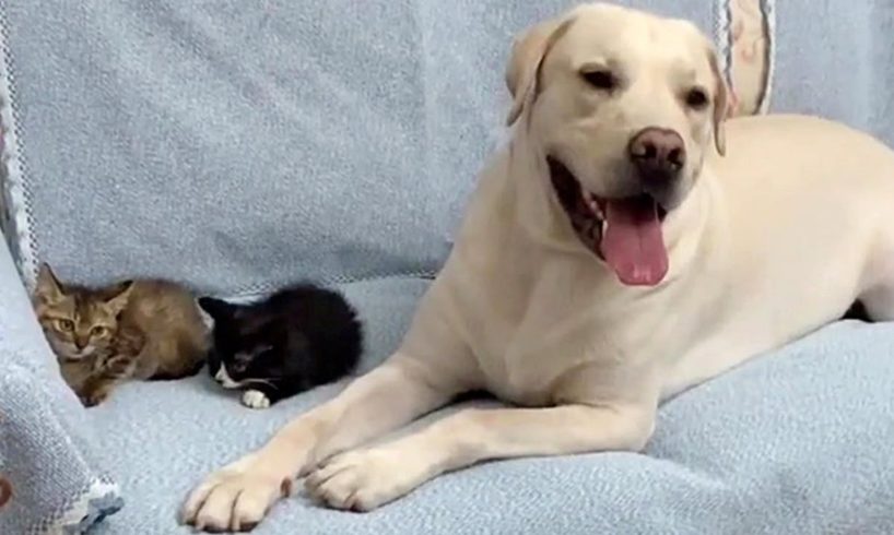 Friendly Labrador Rescues Abandoned Kittens and Bring Them Home