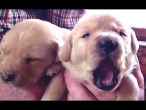 Funny Cute Baby Animals Yawning Compilation 2014 [NEW]