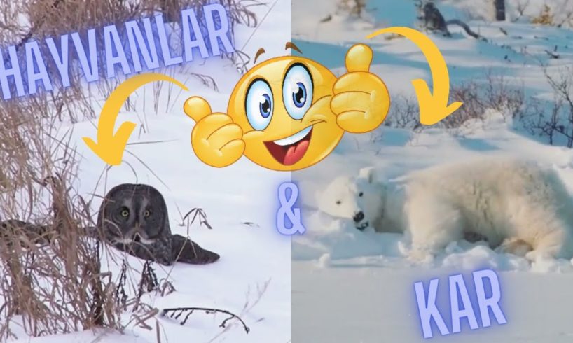 Hayvanlar Vs Kar  ( Animals Playing in Snow )