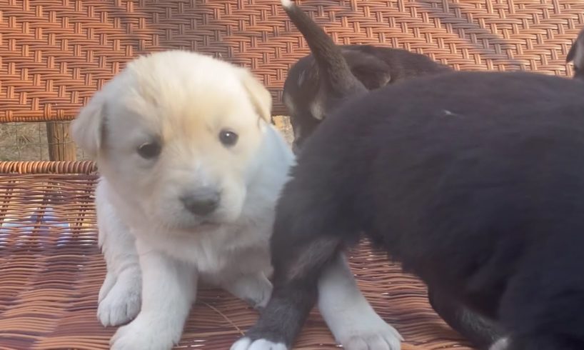 LITTLE DOGS ENJOYING THE SUNSHINE,FUNNY PUPPY,CUTEST PUPPIES