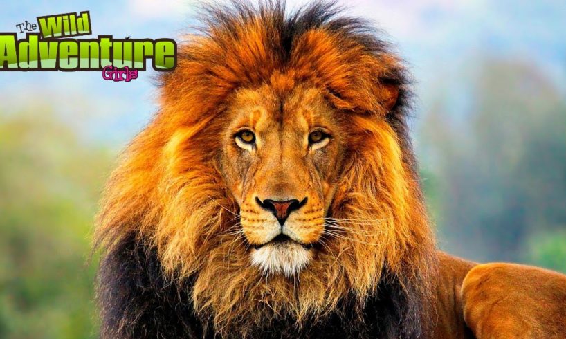 Lions!  The King of the Jungle!  All About Lions for Kids w/ The Wild Adventure Girls!