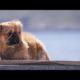 Pekingese Puppy - Cutest Puppies Playing - Funny and Cute Dogs