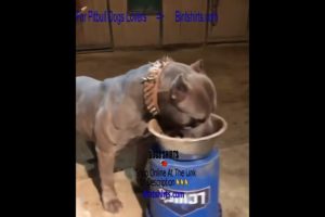 Pitbulls Being Funny 🥰 Ultimate Cutest PUPPIES Pitbull Dogs🤣 #Pitbull #Shorts #FunnyDogs