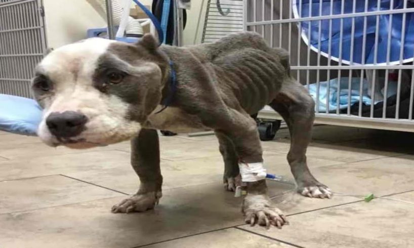 Poor dog severely emaciated, she has gone a long time without food and in dire need of help