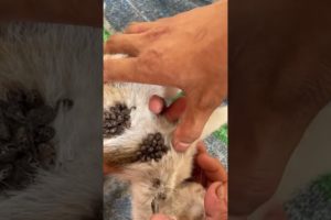 Remove Ticks From Cute Kitten