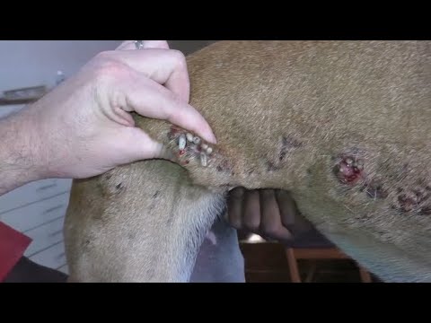 Removing Monster Mango Worms From Helpless Dog #9