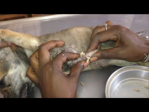 Removing Monster Mango worms From Helpless Dog! Animal Rescue Video 2022