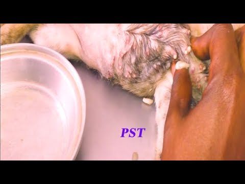 Removing Monster Ticks From Helpless Dog #16