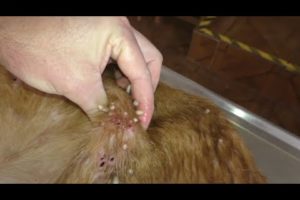 Removing mango worms from helpless dog - Rescue Videos 2022 #14