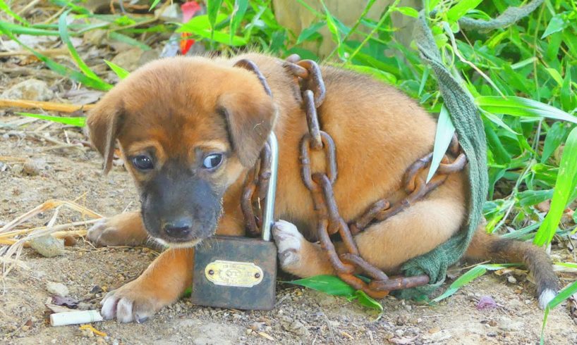 Rescue Cute Puppy Tied up with Huge Chain and Abandoned at Very Old Hut