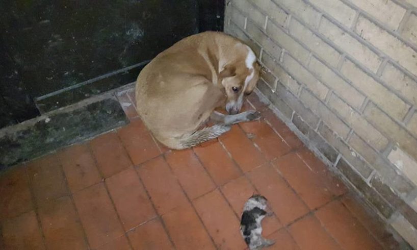 Rescue stray pregnant mother dog wandering on the street at frozen night gave birth 6 survived puppy