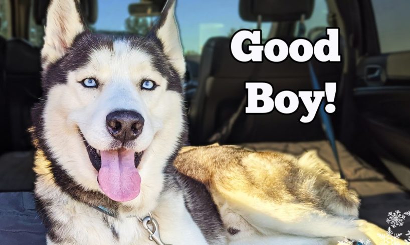 Saving Rocky The Husky | Will He Find a Home?