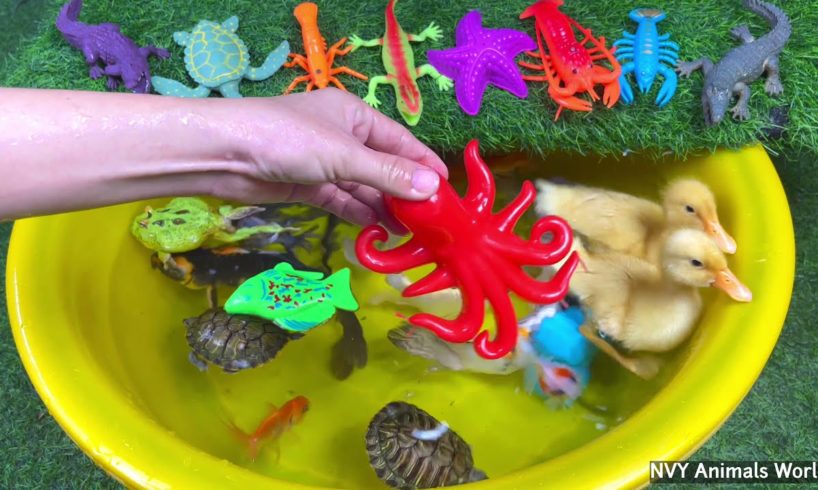 Sea Creatures, Colorful Animals Playing Under Water, Duck, Starfish, Gecko, Guppies, Turtle, Shrimp