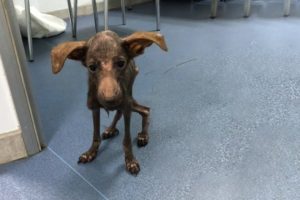 Sick Puppy Tried Hard to Survive in This World - Amazing Rescue Story