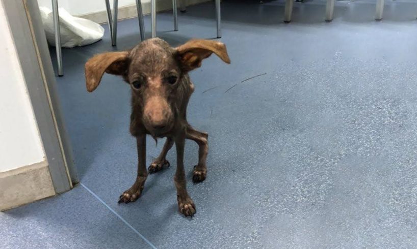 Sick Puppy Tried Hard to Survive in This World - Amazing Rescue Story