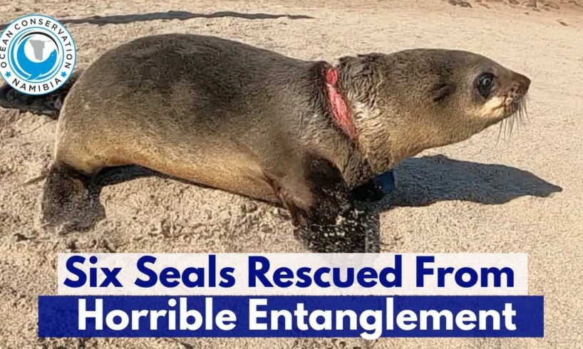 Six Seals Rescued From Horrible Entanglement