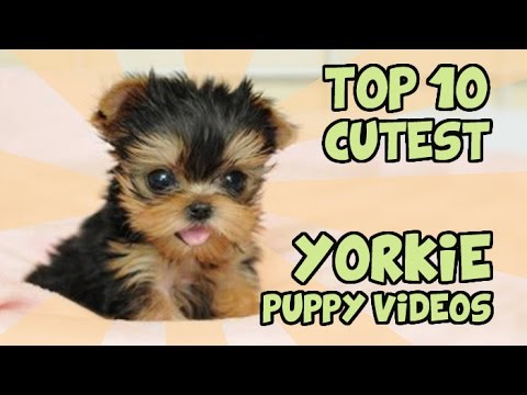 TOP 10 CUTEST YORKIE PUPPIES OF ALL TIME