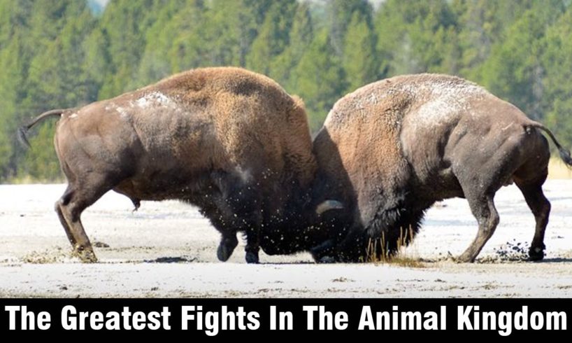 The Greatest Fights In The Animal Kingdom| Wild Animal Fights 🦍🐺