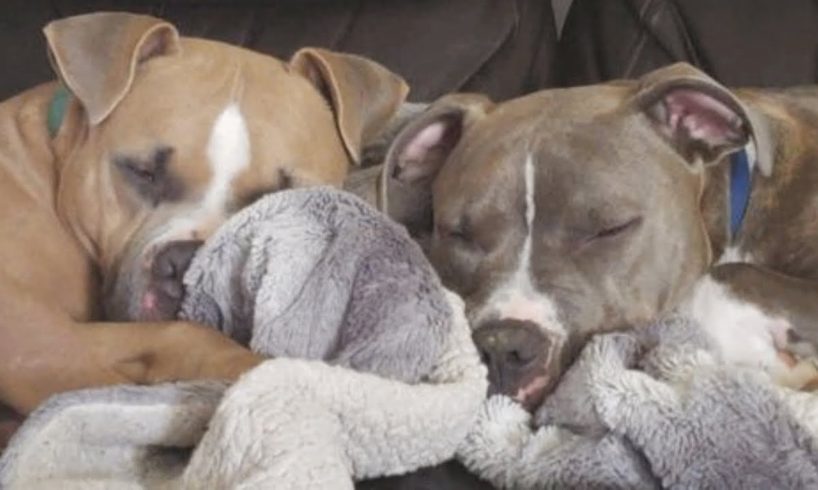 This dog's best friend was abandoned. His dad adopted him and reunited them.