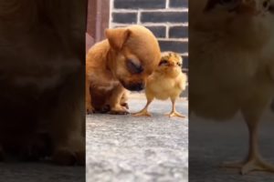 cute puppies🐕 | cute chicks🐥 #shorts #dogs #tranding