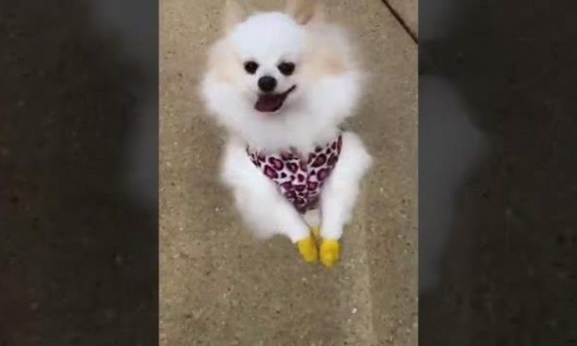 pomeranian walking on back legs Cutest- puppies pomeranian walk dancing #short