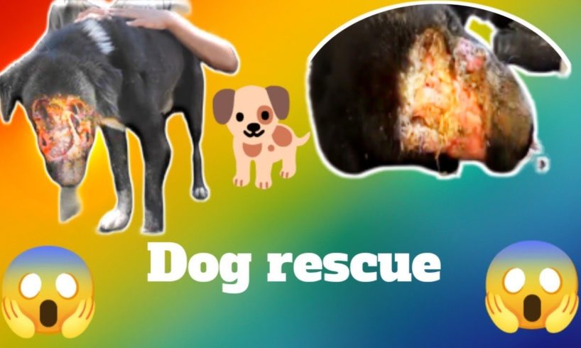 🐕कुत्ते का आश्चयजनक रेस्क्यू/ unbelievable dog rescue/dog rescue team #shorts inquiry #shorts