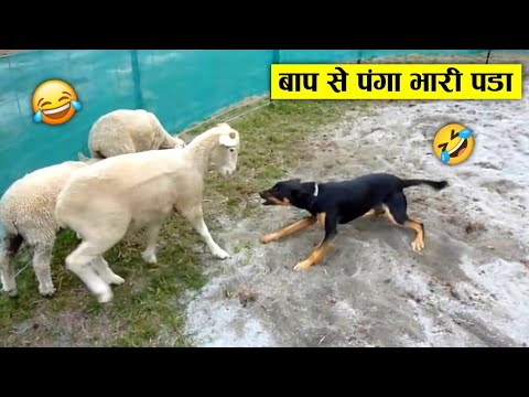 कुत्ते को भेड से पंगा कर गया नंगा 😂🤣 Wild animal amazing fight recorded on camera