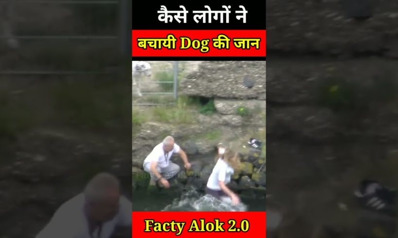 देखिए कैसे लोगों ने Dog की बचायी जान 😱😱🤔🤔dog rescue #dogrescue#shorts #dog