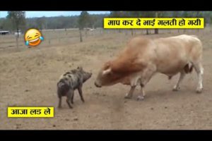 सांड ने गलत उंगली कर ली 😂🤣 ll wild animal amazing fight