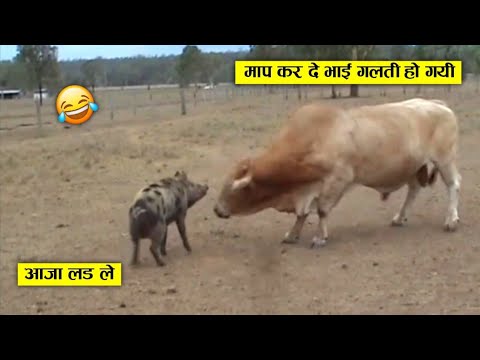 सांड ने गलत उंगली कर ली 😂🤣 ll wild animal amazing fight