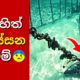ගල් හිත් දියකරවන සංවේදී වීඩියෝ කිහිපයක් මෙන්න | 4 Animal Rescues | Sinhala