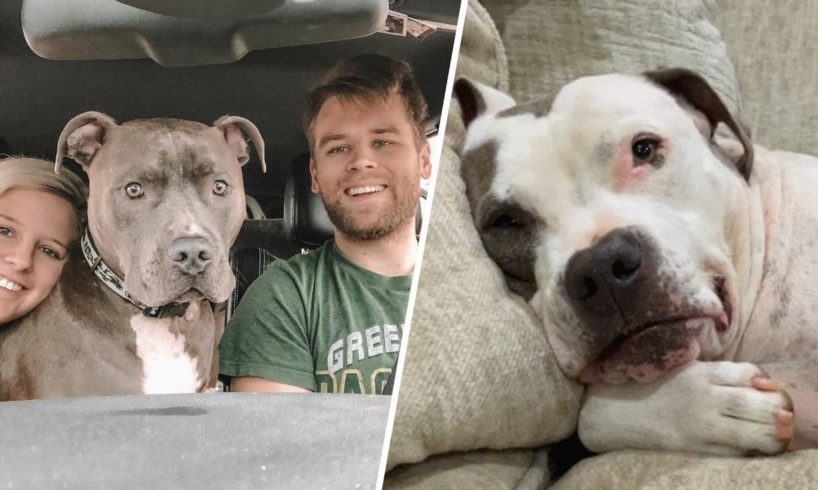 120-pound dog has the best response to family bringing home a shelter dog