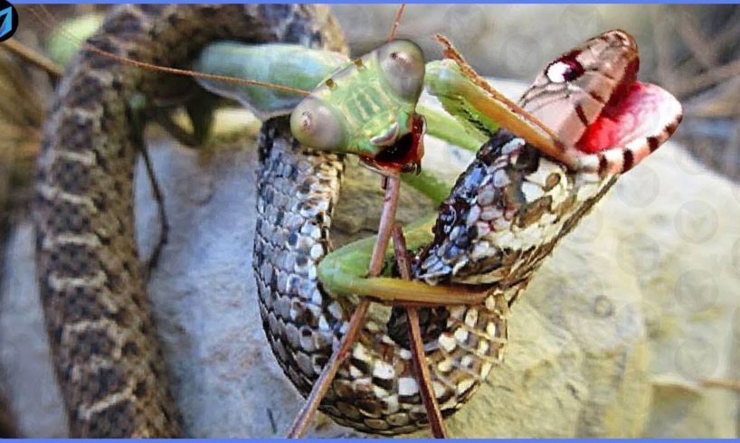 15 Times Snakes messed with the wrong animals