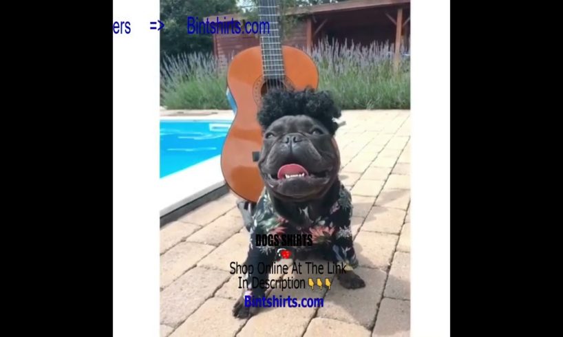 Funny Frenchie 🐕 Ultimate Cutest PUPPIES Frenchie Dogs🥰 #Frenchie #Shorts #FunnyDogs