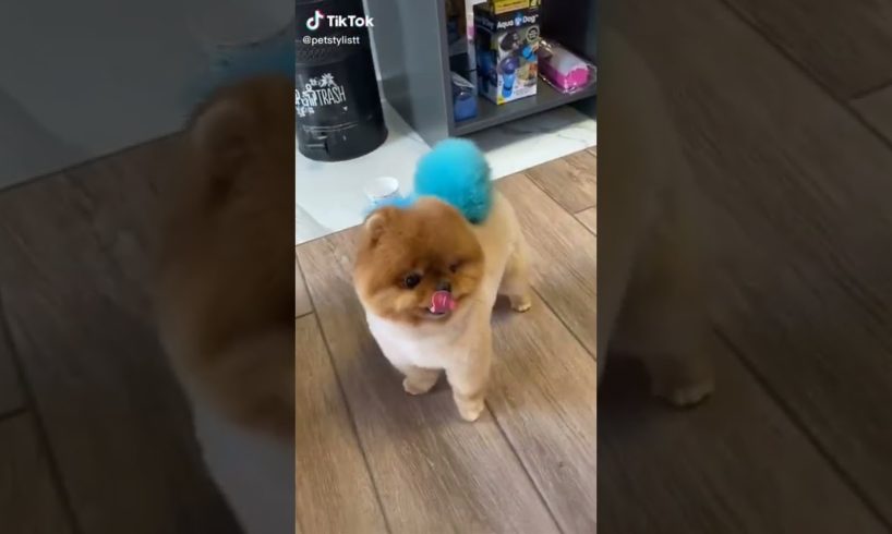 Dogs On TikTok | Dogs Doing Funny Things | Cutest Puppies TIKTOK Compilation 2022 | #tiktok #dogs