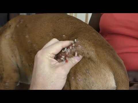 Removing Monster Mango worms From Helpless Dog ! Animal Rescue Video 2022 #16