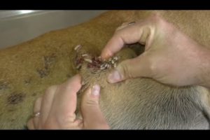 Removing mango worms from helpless dog - Rescue Videos 2022 #19