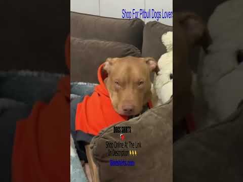 Pitbull Videos ❤️ Ultimate Cutest PUPPIES Pitbull Dogs🥰 #Pitbull #Shorts #FunnyDogs