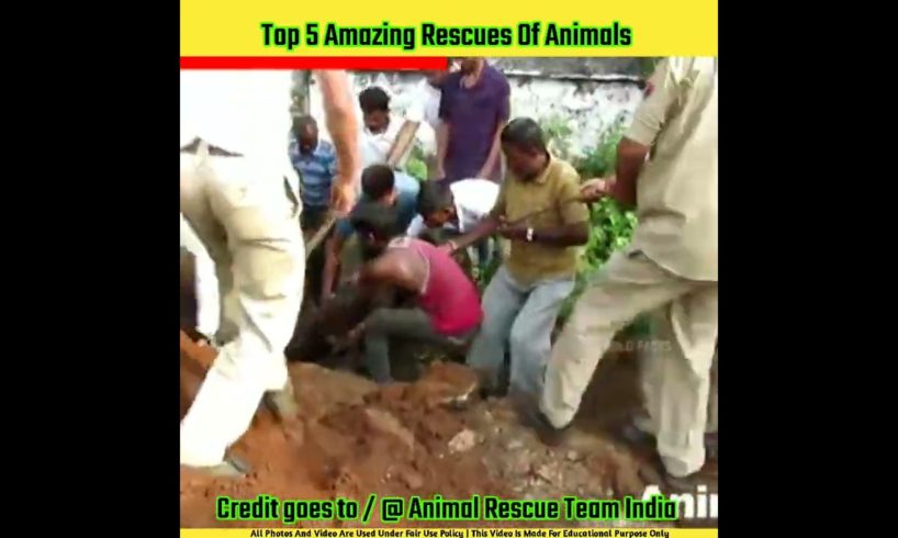 Top 5 amazing rescue of animals | Animal rescue team india #shorts #animalrescue