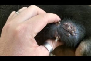 Removing mango worms from helpless dog - Rescue Videos 2022 #20