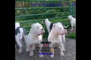 Pitbull Compilation 🐕 Ultimate Cutest PUPPIES Pitbull Dogs🤣 #Pitbull #Shorts #FunnyDogs