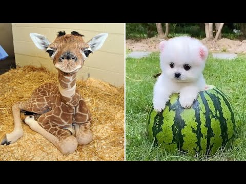 Baby Animals 🔴 30 Minutes of Funny Cats and Dogs Videos 2022 Perros y Gatos Recopilación #5