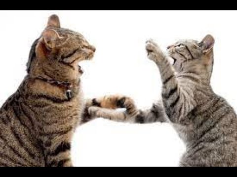 Cute baby animals Videos Compilation cutest moment of the animals - Cutest Puppies