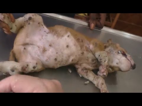 Removing Monster Mango worms From Helpless Dog ! Animal Rescue Video  #24