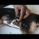 Removing mango worms from helpless dog - Rescue Videos 2022 #21